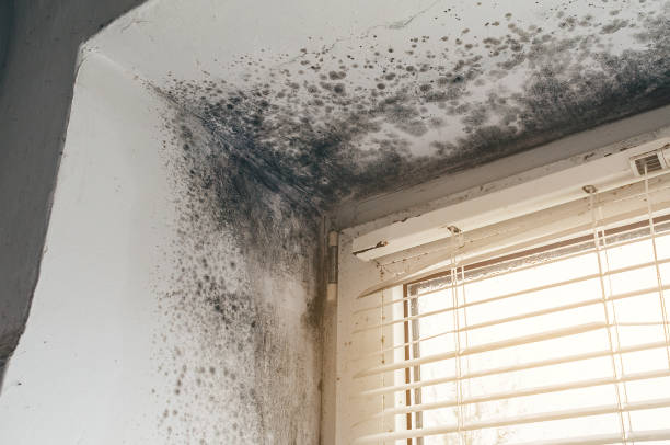 Affordable Mold Cleanup solutions in Zuni, VA